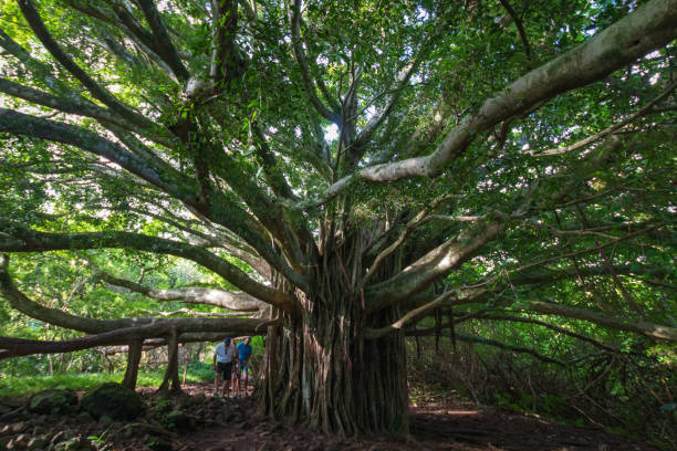 ハレアカラ国立公園のバンヤンの木, マウイ島, ハワイ, アメリカ合衆国 - maui haleakala national park hawaii islands usa ストックフォトと画像