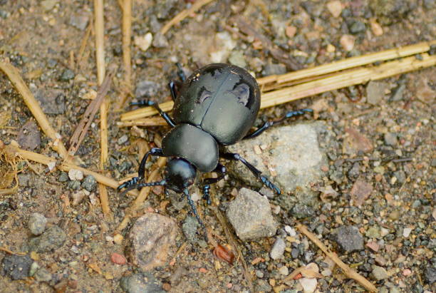 istock Bloody-Nosed Beetle 1156272737