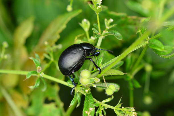 istock Bloody-Nosed Beetle 1156272750