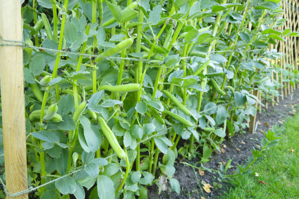 plantes de harison de fava - fava bean broad bean food freshness photos et images de collection
