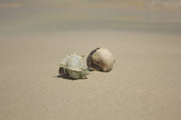 shell on the beach stock photo