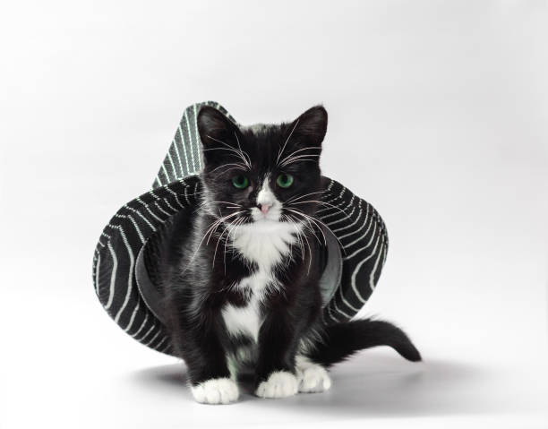 istock cat under hat black kitten with white paws with striped headdress 1156274159