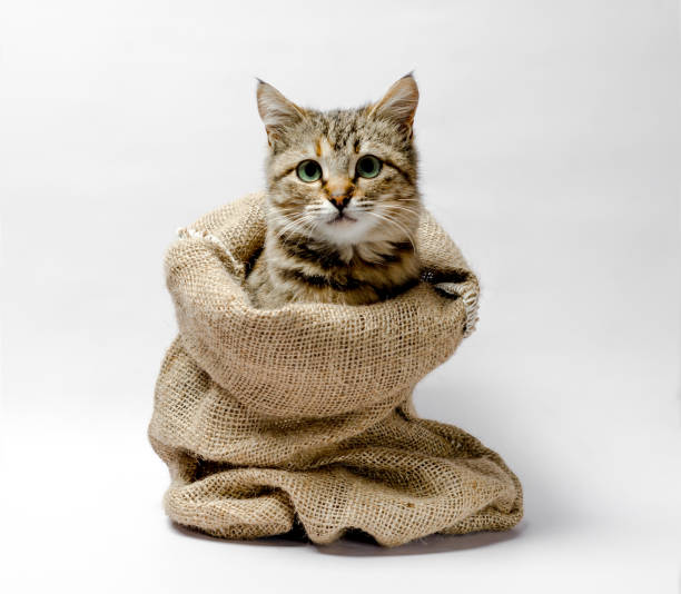istock gray kitten with green eyes in a bag on a light background 1156274242