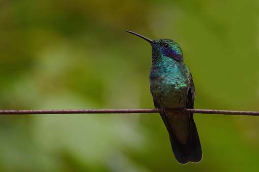 Green Violetear Hummingbird\n\nPlease visit my portfolio for more wildlife images.
