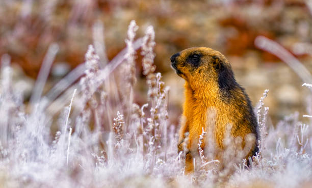 istock golden marmot 1156275316