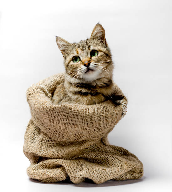 istock gray kitten with green eyes in a bag on a light background 1156275505