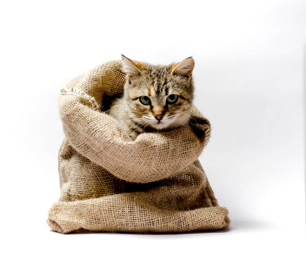 istock gray kitten with green eyes in a bag on a light background 1156275571