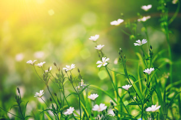 istock Little white forest flowers, beautiful summertime floral background, selective focus 1156275762