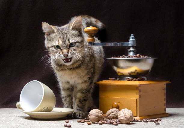 istock offended tabby color kitten sits next to a manual coffee grinder and coffee grains 1156275844