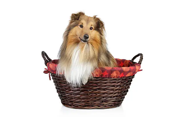 Shetland sheepdog, sheltie in wattled basket on a white background