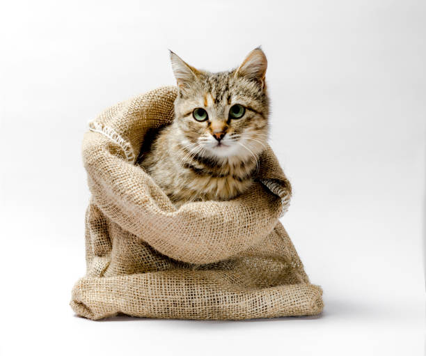 istock gray kitten with green eyes in a bag on a light background 1156276488