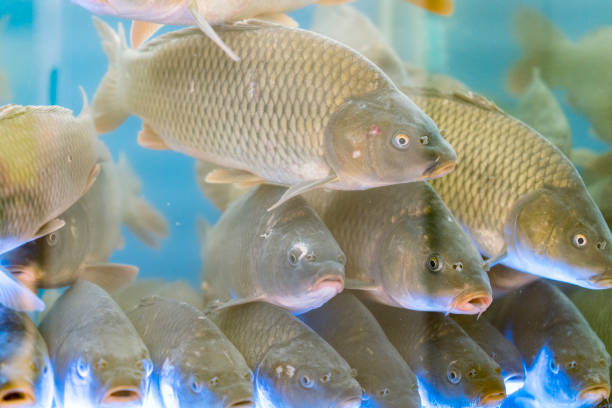 istock Large carp fish in the aquarium. 1156276532