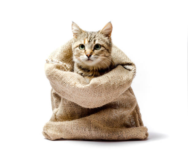 istock gray kitten with green eyes in a bag on a light background 1156276710