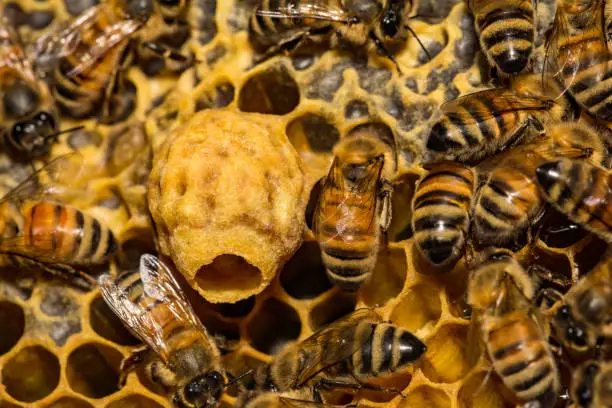 A close up of a Honey Bee Emergency Queen Cell.
