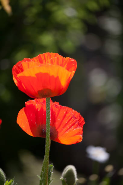 istock close-up of red poppy blossoms 1156277013