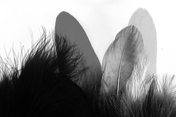 istock Beautiful abstract texture color white and black feathers on the white isolated background and pattern wallpaper 1156277903