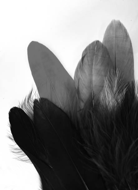istock Beautiful abstract texture color white and black feathers on the white isolated background and pattern wallpaper 1156277917