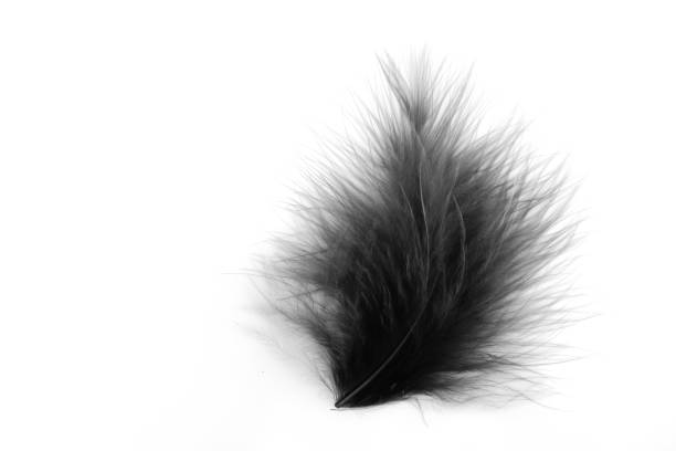 istock Beautiful abstract texture color white and black feathers on the white isolated background and pattern wallpaper 1156278240