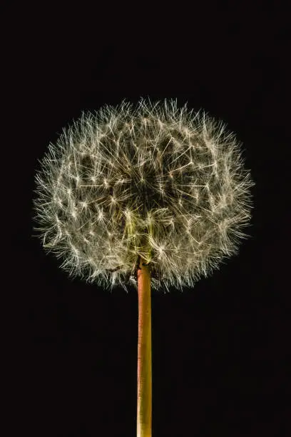 Dandelion seedhead isolated on black background