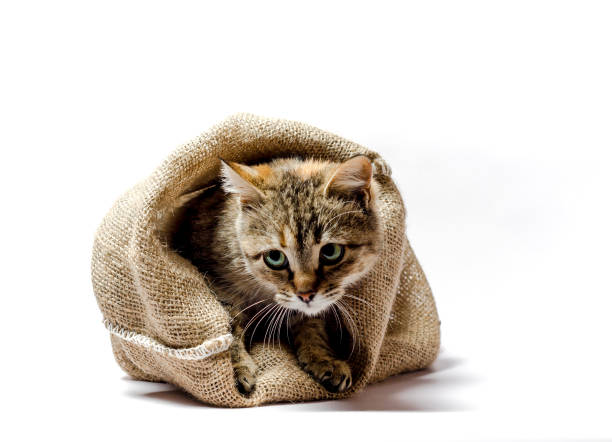 istock gray kitten with green eyes in a bag on a light background 1156278712