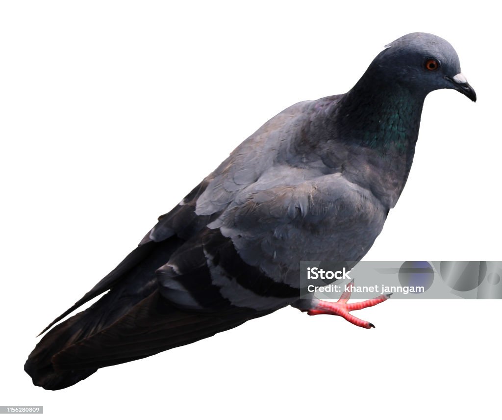 Chim Bồ Câu Trên Nền Trắng Có Thể Được Cắt Riêng Hình Ảnh Hình ảnh ...