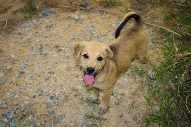 Homeless puppies are looking