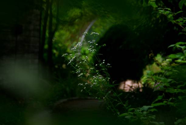 istock Take a rest and take a walk in the holiday park 1156280928