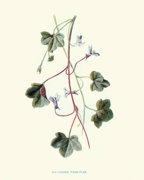 Wild flowers, Ivy-leaved toadflax Cymbalaria muralis Vintage engraving of Wild flowers, Ivy-leaved toadflax Cymbalaria muralis linaria cymbalaria stock illustrations