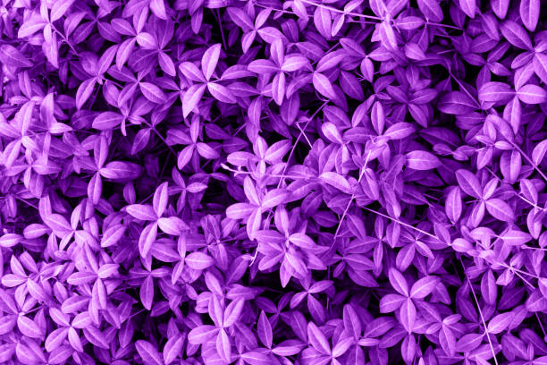 istock Ultra Violet background made of fresh leaves. Purple dynamic backdrop for your design. 1156282950