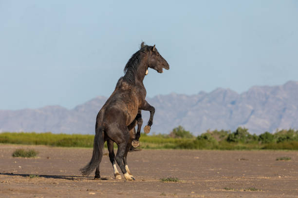 istock Wild Horse Stallions Fighting in Utah 1156283066