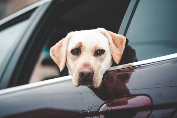 istock Labrador looks in the car window 1156284194