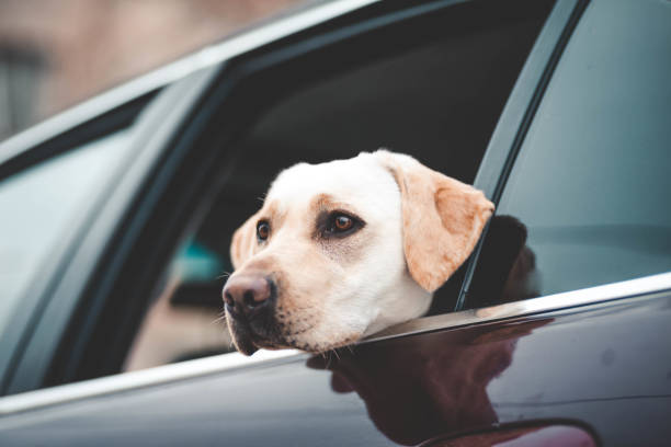 istock Labrador looks in the car window 1156284205