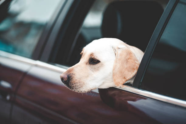 istock Labrador looks in the car window 1156284213