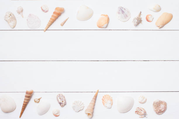istock Sea shellfish on white wood  for summer concept ,Copy space your text top view 1156284342