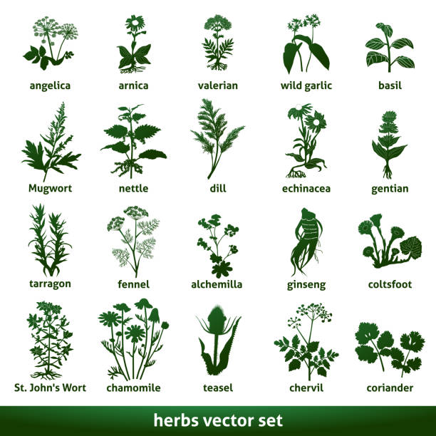 illustrations, cliparts, dessins animés et icônes de vecteur médicinal à base de plantes ensemble échinacée gentian johns wort - cerfeuil