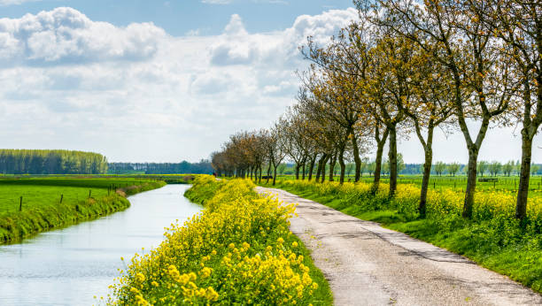 линия с деревьями в цвету в весеннее время - polder стоковые фото и изображения