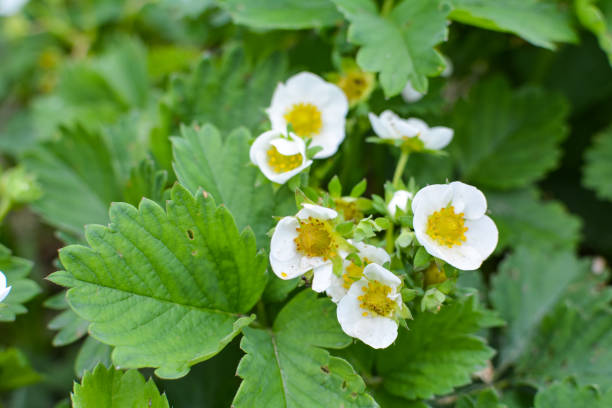 istock Strawberry flowers on green background 1156287280
