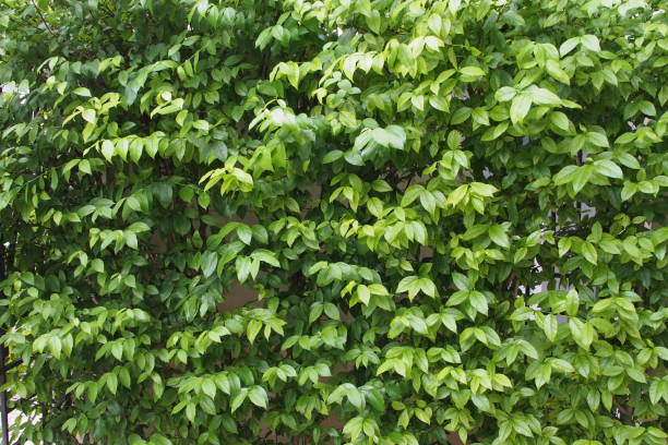 istock Wrightia religiosa  branches and leaves in Thailand 1156287752