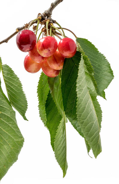 istock Cherry hang on a branch with leaves isolated on white 1156288729