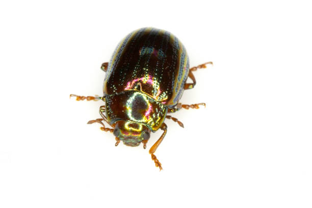 istock A Rosemary Leaf Beetle Close Up Shiny Insect 1156288801