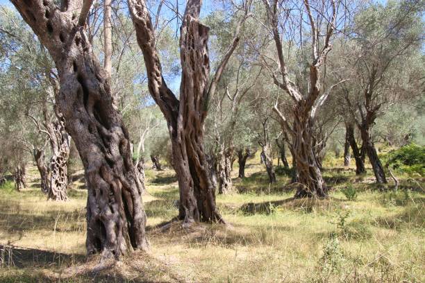 istock Olive grove with old olive trees in Montenegro. 1156289252