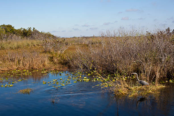 istock Everglades Natinal park in the early morning 115629069