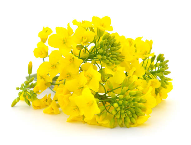 kwiat gorczycy. - canola flower zdjęcia i obrazy z banku zdjęć