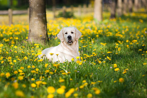 istock Golden Retriever between dandelions 115629268