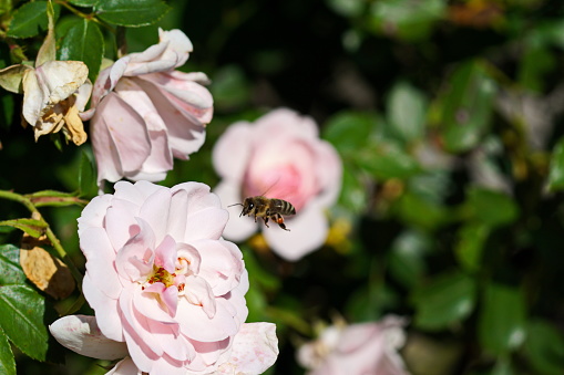 Around the pond - A bee flies to the rose canina. Bavaria, Germany.