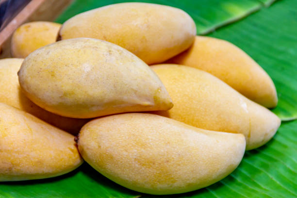 istock Barracuda Mango : Pile of sweet golden barracuda mango (Organic Ripe Thai Fruit) 1156293723