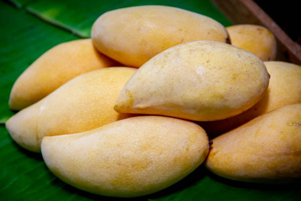 istock Barracuda Mango : Pile of sweet golden barracuda mango (Organic Ripe Thai Fruit) 1156293754