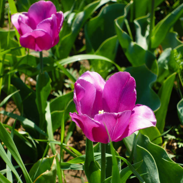 istock Blooming purple tulips in the springtime 1156293921