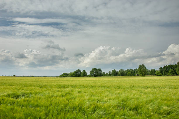 istock Yellow barley field, trees on the horizon and clouds on the sky 1156294019