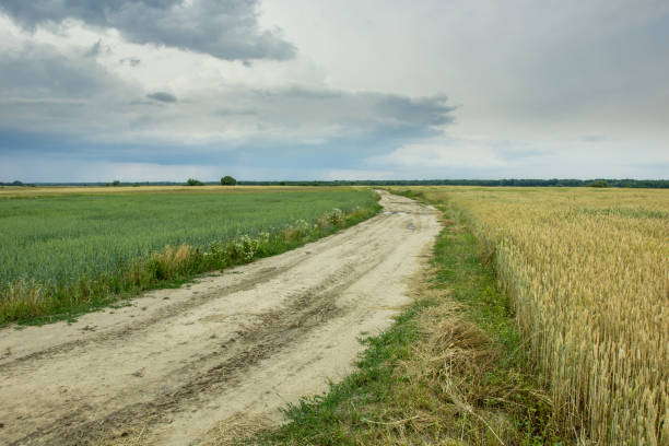 istock Dirt road through fields with grain and dark clouds on the sky 1156294023